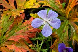 Attēlu rezultāti vaicājumam “Geranium pratense leaf”