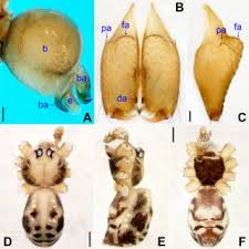 Attēlu rezultāti vaicājumam “Belbodamaeus sp.”