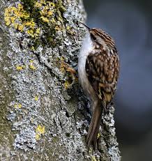 Attēlu rezultāti vaicājumam “Certhia familiaris”