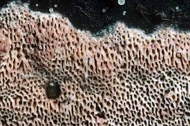 Attēlu rezultāti vaicājumam “Ceriporia viridans”