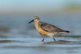 Attēlu rezultāti vaicājumam “Calidris canutus adult”