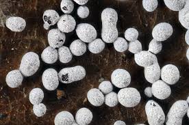 Attēlu rezultāti vaicājumam “Physarum daamsii sessile”