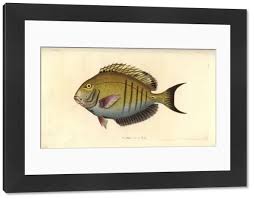 Image result for Acanthurus chirurgus