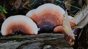 Attēlu rezultāti vaicājumam “Ischnoderma benzoinum”