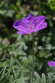 Attēlu rezultāti vaicājumam “Geranium sanguineum”