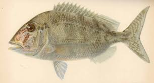 Image result for Calamus bajonado