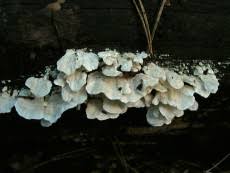 Attēlu rezultāti vaicājumam “Postia floriformis”