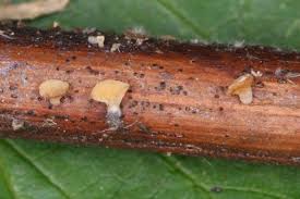 Attēlu rezultāti vaicājumam “Hymenoscyphus calyculus”