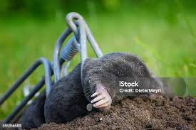 Attēlu rezultāti vaicājumam “Talpa europaea”