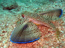 Image result for Dactylopterus volitans