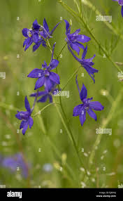 Attēlu rezultāti vaicājumam “Consolida regalis flower”
