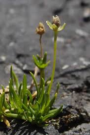 Attēlu rezultāti vaicājumam “Sagina procumbens flower”