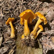 Attēlu rezultāti vaicājumam “Cantharellus lutescens”