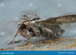 Attēlu rezultāti vaicājumam “Lacanobia contigua larva”