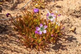 Attēlu rezultāti vaicājumam “Drosera x obovata leaf”