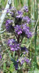 Attēlu rezultāti vaicājumam “Trichia alpina sessile”