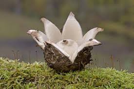 Attēlu rezultāti vaicājumam “Geastrum fimbriatum”