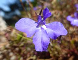 Attēlu rezultāti vaicājumam “Lobeliaceae”