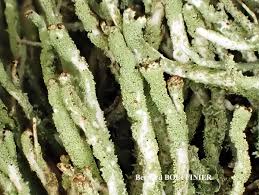 Attēlu rezultāti vaicājumam “Cladonia ochrochlora”
