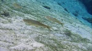 Image result for Minytrema melanops