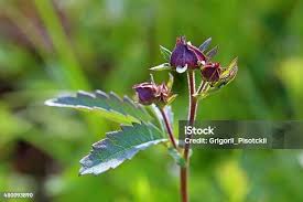 Attēlu rezultāti vaicājumam “Comarum palustre”