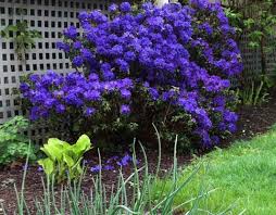Attēlu rezultāti vaicājumam “rhododendron”