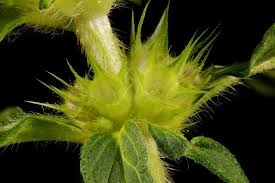 Attēlu rezultāti vaicājumam “Galeopsis bifida leaf”