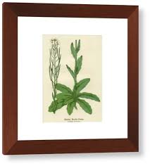 Attēlu rezultāti vaicājumam “Arabis hirsuta”