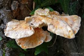 Attēlu rezultāti vaicājumam “Laetiporus sulphureus”