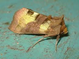 Attēlu rezultāti vaicājumam “Diachrysia tutti”