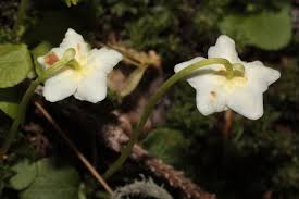 Attēlu rezultāti vaicājumam “Pyrolaceae”
