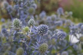 Attēlu rezultāti vaicājumam “Eryngium planum flower”
