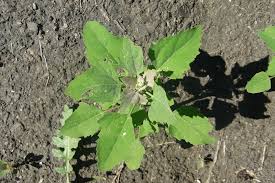Attēlu rezultāti vaicājumam “Chenopodium acerifolium”