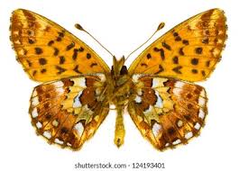 Attēlu rezultāti vaicājumam “Boloria aquilonaris upperside”