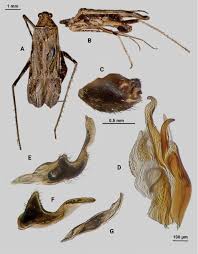 Attēlu rezultāti vaicājumam “Phytocoris sp.”