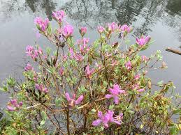 Attēlu rezultāti vaicājumam “Rhododendron canadense”