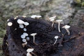 Attēlu rezultāti vaicājumam “Hymenoscyphus sp.”