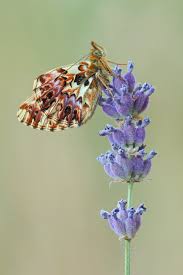 Attēlu rezultāti vaicājumam “Boloria titania underside”
