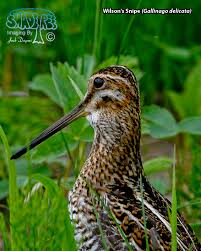 Image result for Gallinago delicata