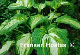 Image result for Hosta Warpaint