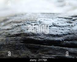 Attēlu rezultāti vaicājumam “Xylographa paralella”