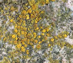 Attēlu rezultāti vaicājumam “Candelariella sp.”