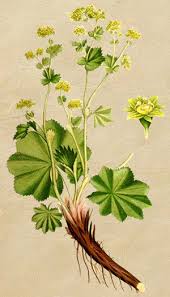 Attēlu rezultāti vaicājumam “Alchemilla subcrenata”