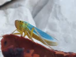 Attēlu rezultāti vaicājumam “Cicadella viridis”