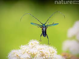 Attēlu rezultāti vaicājumam “Aromia moschata”