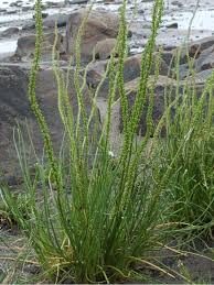 Attēlu rezultāti vaicājumam “Triglochin maritimum”