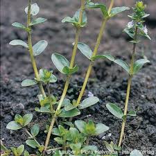 Attēlu rezultāti vaicājumam “Veronica serpyllifolia leaf”