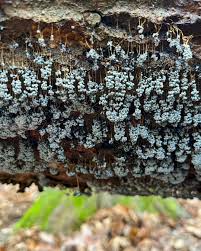 Attēlu rezultāti vaicājumam “Badhamia utricularis plasmodium”