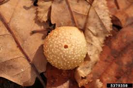 Attēlu rezultāti vaicājumam “Cynips quercusfolii”