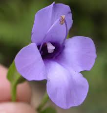 Attēlu rezultāti vaicājumam “Scrophulariaceae”